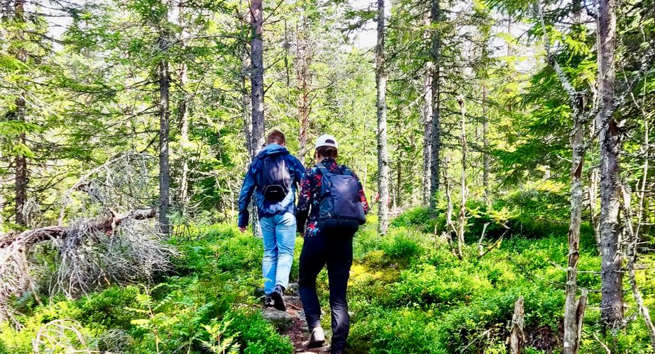Lybergsgnupen hike door het bos